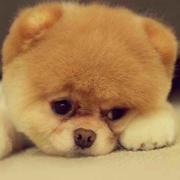 miss小君的个人资料头像