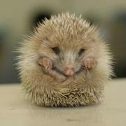 王琳不想说话的个人资料头像