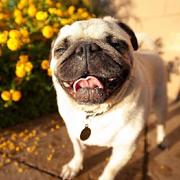 gududedanshengou的个人资料头像