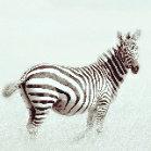 FreeZebra星人的个人资料头像