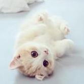 zhaolewei的个人资料头像