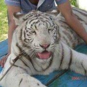 大老虎最爱小白兔的个人资料头像