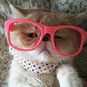 女娃娃V玩机达人的个人资料头像