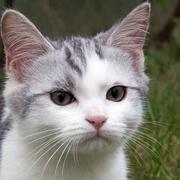 ChaoZhuoTesting的个人资料头像