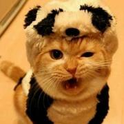 德仔的个人资料头像