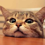 Chong君的个人资料头像