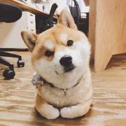 mec爱学习的个人资料头像