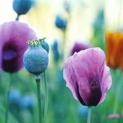 300d的个人资料头像