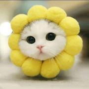 家有小咪丫的个人资料头像