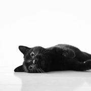 HotCatLX31336的个人资料头像