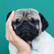 ileego的个人资料头像