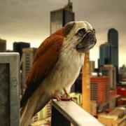 yacki的个人资料头像