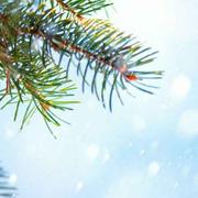 lainuo的个人资料头像