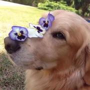 AppleGreen的个人资料头像