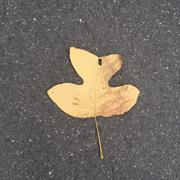 yang同学32797的个人资料头像