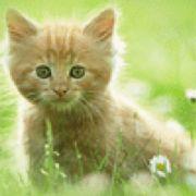 秃尾巴的猫yf的个人资料头像