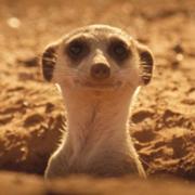 Mo的个人资料头像