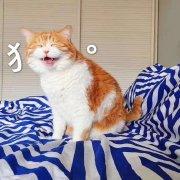 狸寻寻的个人资料头像