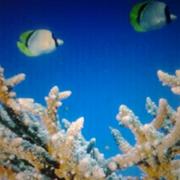 张刚不想说话的个人资料头像