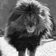 MrHannibal的个人资料头像