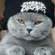 毒菇求Buy的个人资料头像