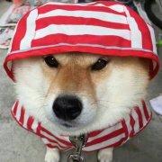 _路飞不会飞_的个人资料头像