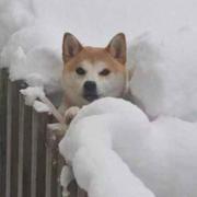 MESSI的个人资料头像