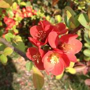 MCC在掘金的个人资料头像