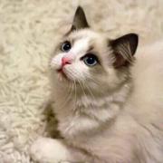 晗语的个人资料头像