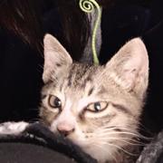 好机智的鹏鹏的个人资料头像