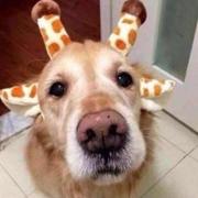 szweee的个人资料头像