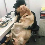 放开本王的个人资料头像