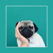 ylittlema的个人资料头像