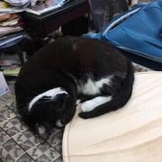 KuroRoli的个人资料头像