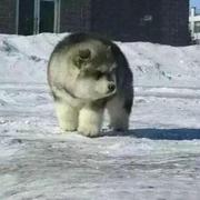 null本尊37256的个人资料头像