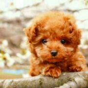 AdeeSpring的个人资料头像