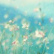 Aliceshine的个人资料头像