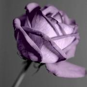 PrimaryKey的个人资料头像