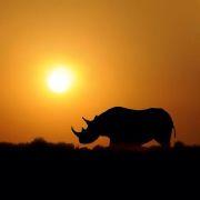 RDeveloper的个人资料头像