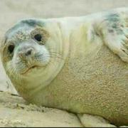 FSY的个人资料头像