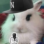 菠板栗的个人资料头像