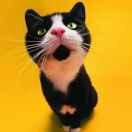 lcyw163的个人资料头像