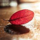 希望的源泉的个人资料头像