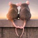 盛夏思阳的个人资料头像