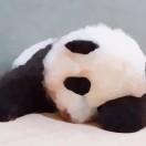 ssoTi的个人资料头像