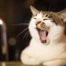 JacobLiang的个人资料头像