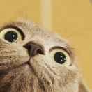 Bruce李的个人资料头像