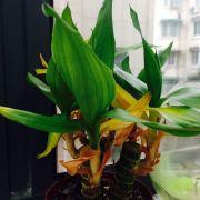 出口國紐扣的个人资料头像