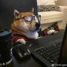 有仓鼠症的L同学的个人资料头像