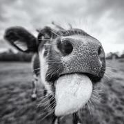 hahamonkey的个人资料头像